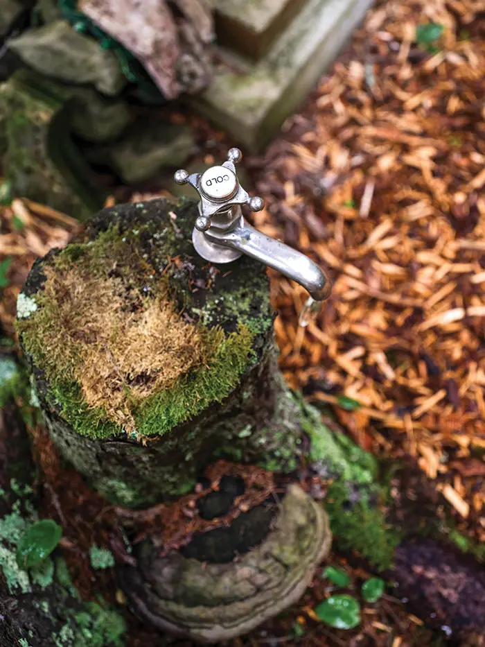 A cold water tap sticking out of a stump.