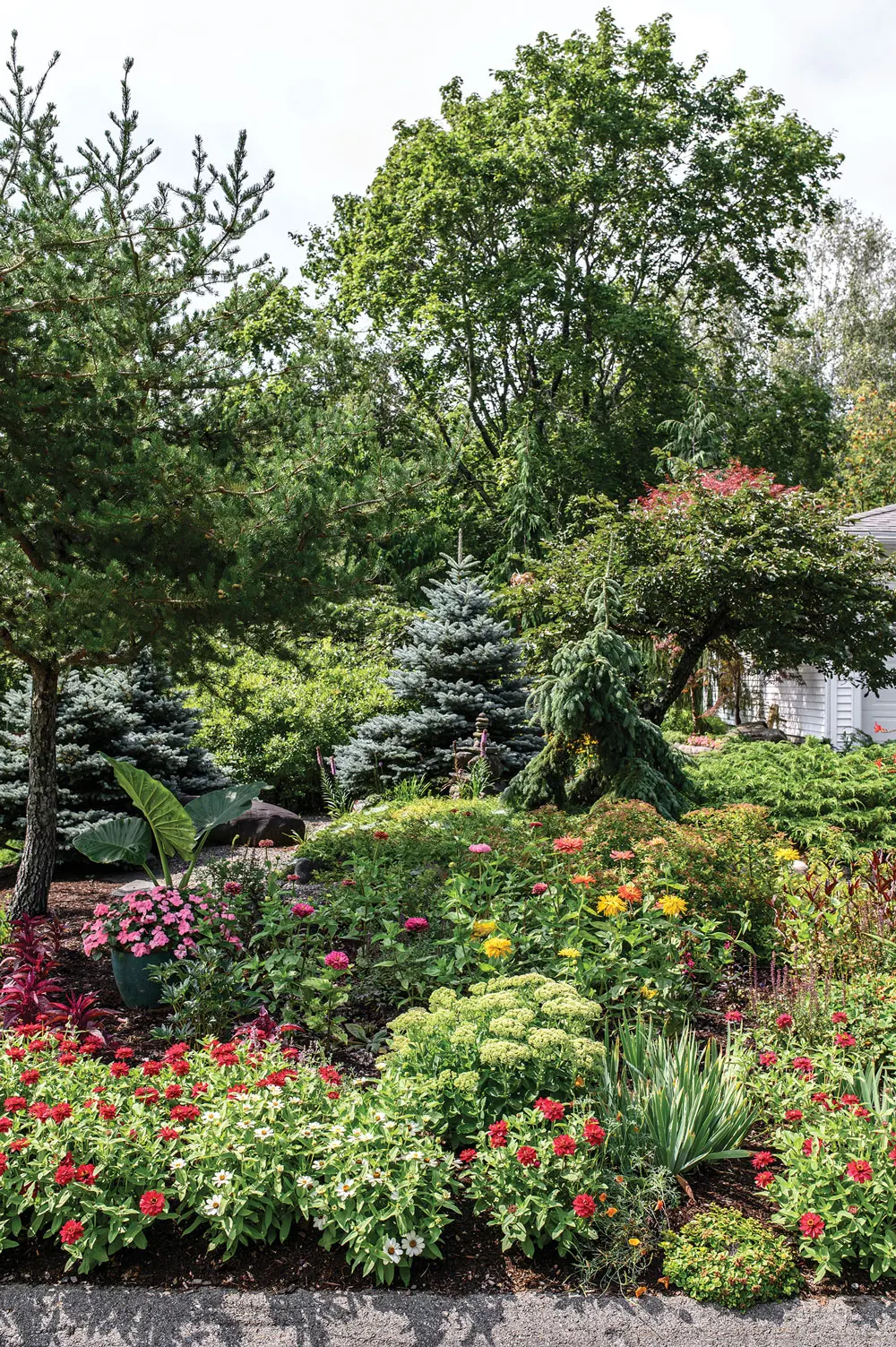Lisa Colburn’s property encompasses a mounded garden with Autumn Joy sedum, Montgomery spruces, and Profusion zinnias.
