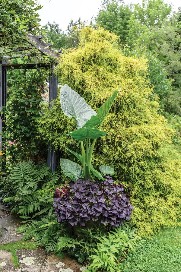 elephant ear and purple shamrocks