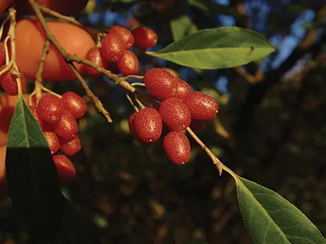 autumn olive