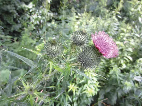 bull thistle