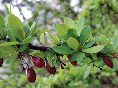 Japanese barberry