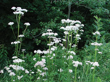 common valerian