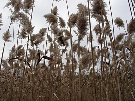 common reed