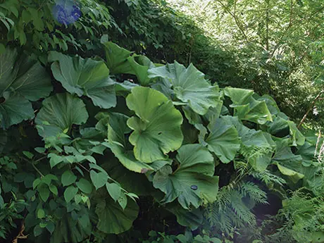 fuki, aka butterbur