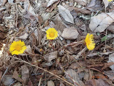 coltsfoot flowers