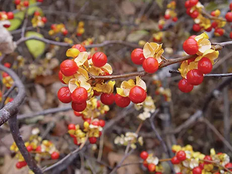 asiatic bittersweet
