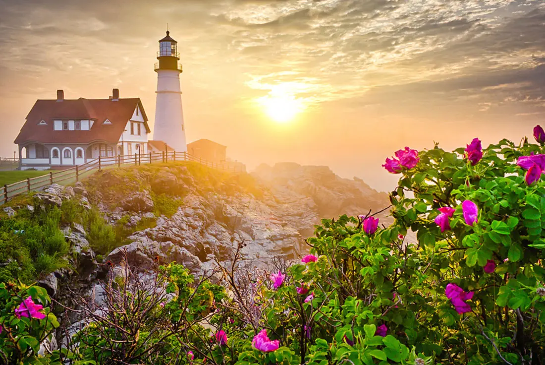 beach roses at Portland Head Light