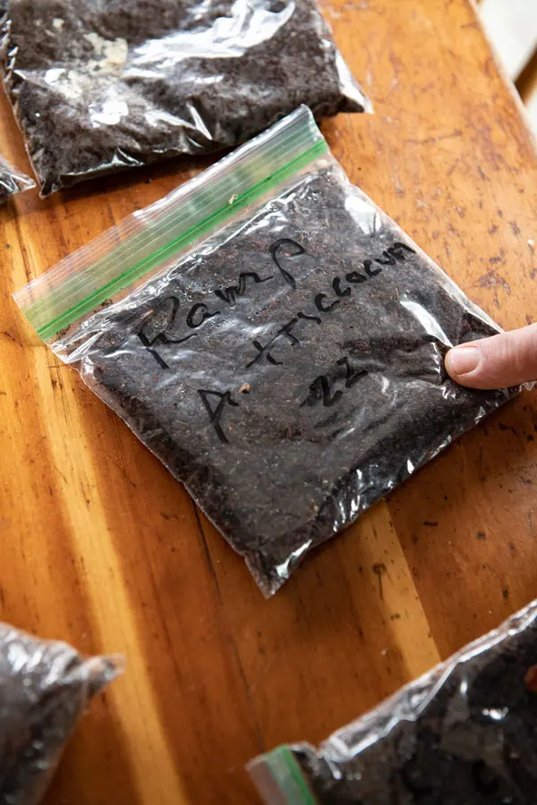 Stored ramp seeds