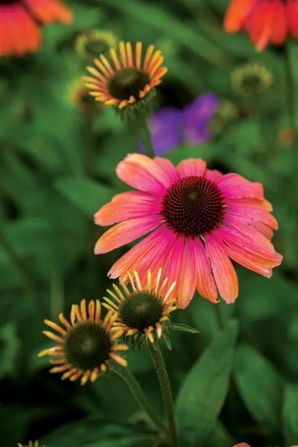 coneflower