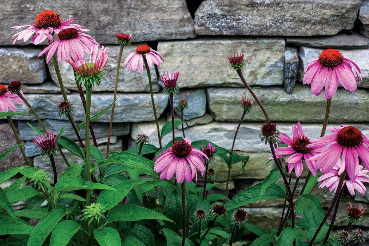 MH1906_garden-6 purple coneflower