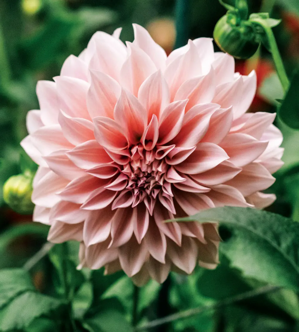 Joanne Fryer's top seller is Cafe au Lait, which produces 8-to-10-inch-wide creamy pink blossoms.