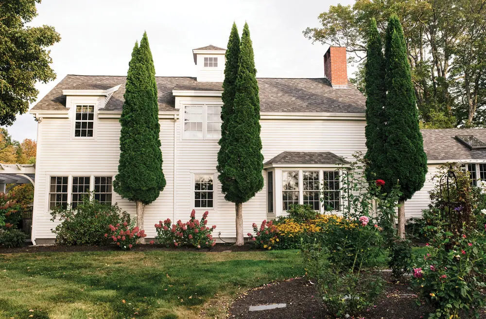 Arborvitae, pruned from the bottom to deter deer, punctuate the farmhouse