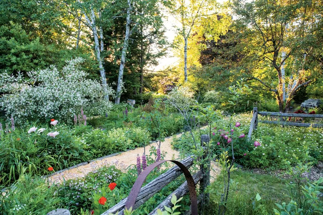 Geraniums, lupines, peonies, poppies, and a variegated willow bloom along the Perennial Path, one of six garden “rooms” on Linda Faatz’s 30-acre Gorham property.