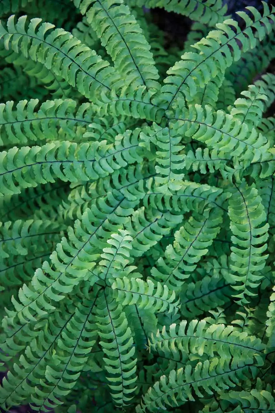 MHSpring2021_garden3 Maidenhair ferns grow well in the damp, shady Woodland Garden.