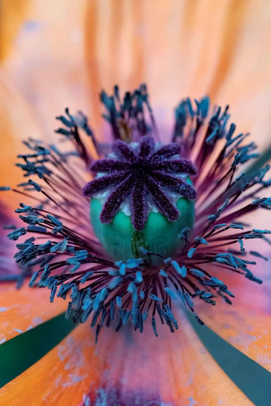 MHSpring2021_garden4 A poppy found along the Perennial Path reveals its velvety anthers and crown.