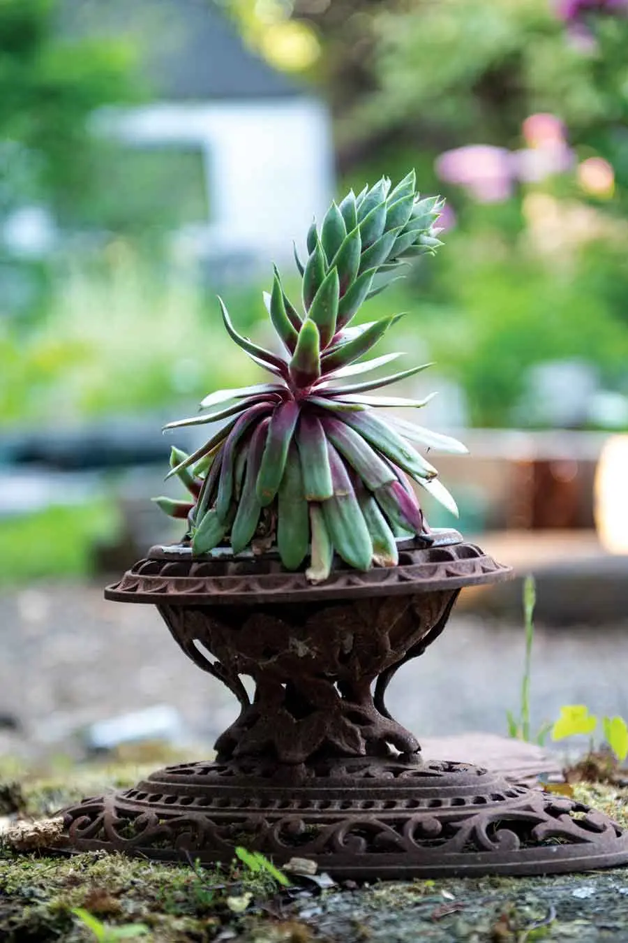 A hens and chicks succulent is overgrown, but beautiful, in a container made from an old stove part.