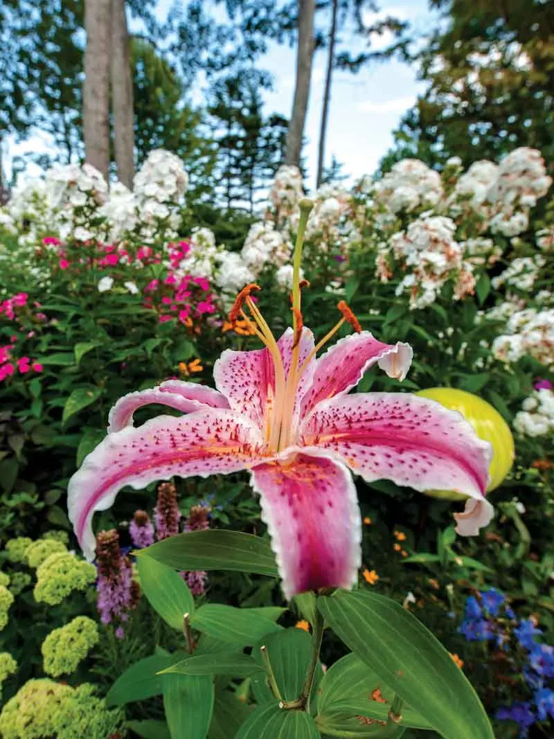 Scores of Colorful Glass Orbs Lend Continuity to This Harpswell Garden Atkins collects fragrant asiatic lilies andis especially fond of salmon-colored varieties