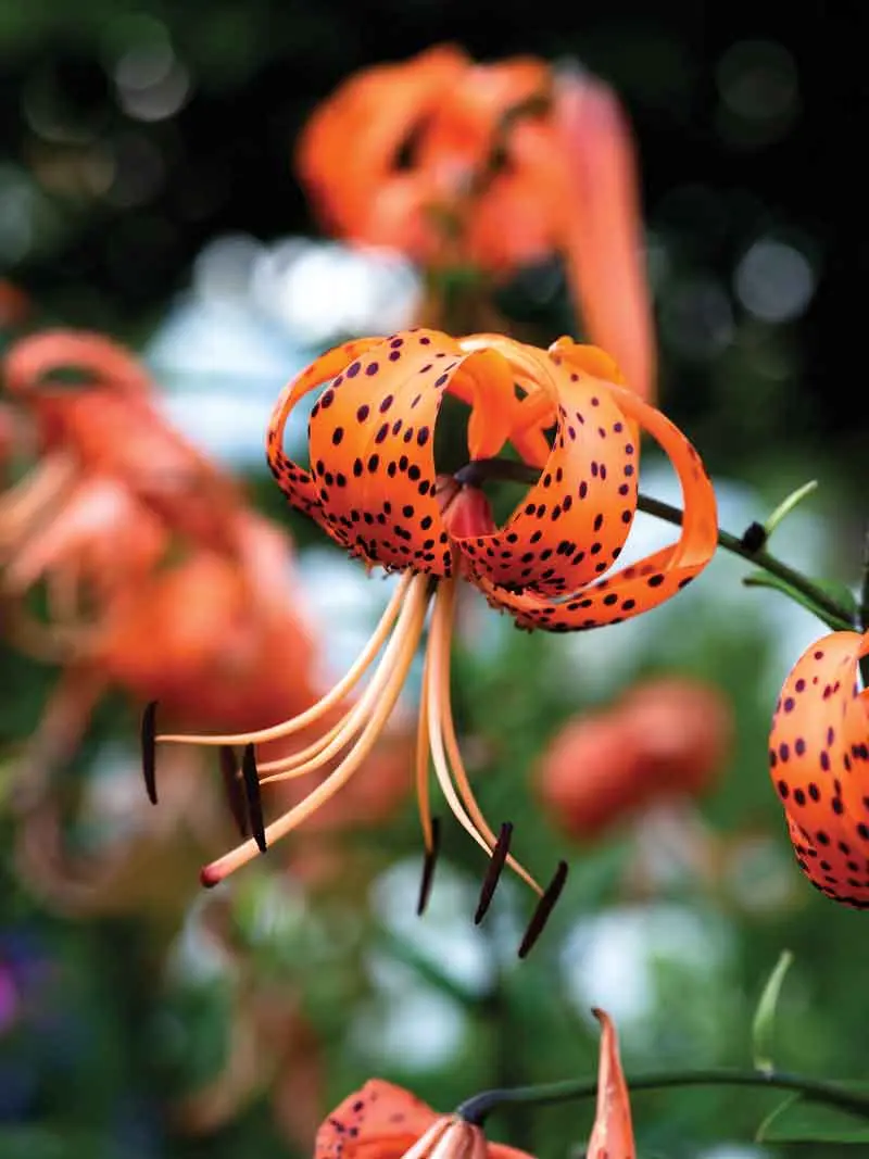 Scores of Colorful Glass Orbs Lend Continuity to This Harpswell Garden A fiery-orange tiger lily, its petals peppered with black speckles