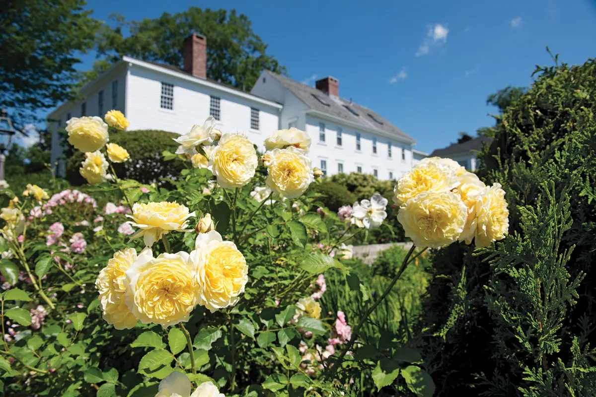 Jim and Leila Day's 226-year-old Castine Federal looms above a sunken rose garden in full bloom.
