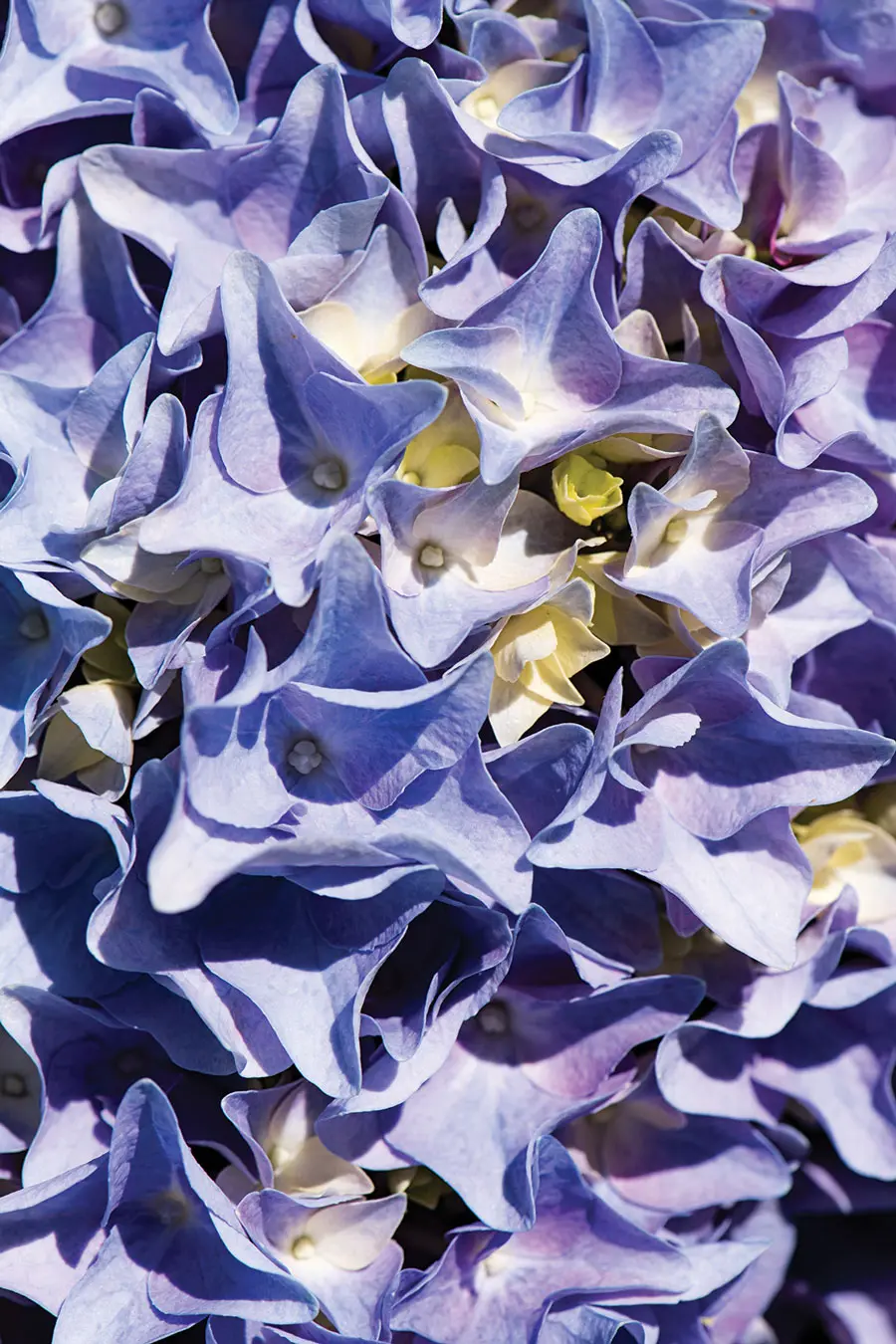 The periwinkle flower cluster of an Endless Summer hydrangea.