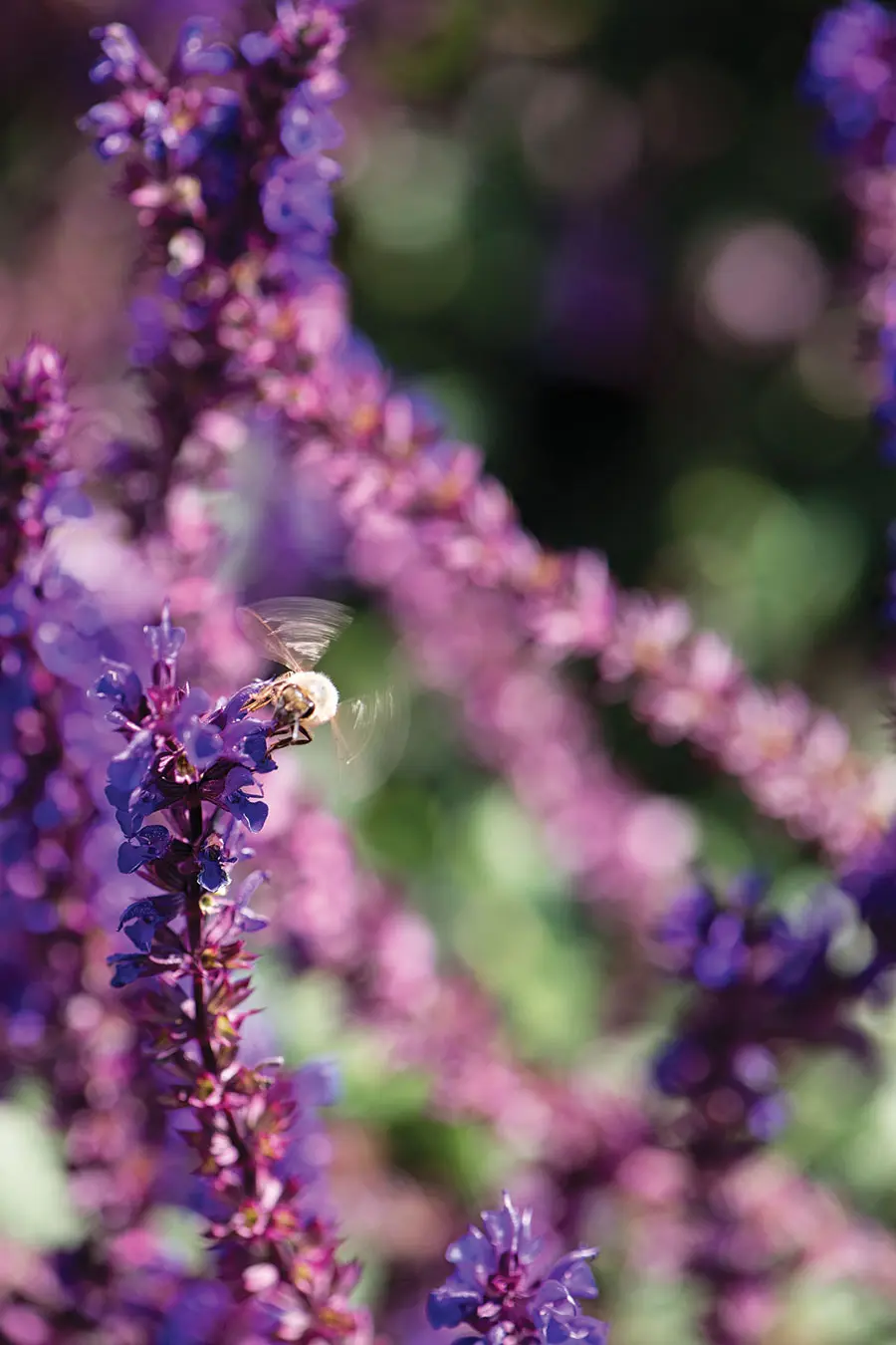 A honeybee collects pollen on catmint