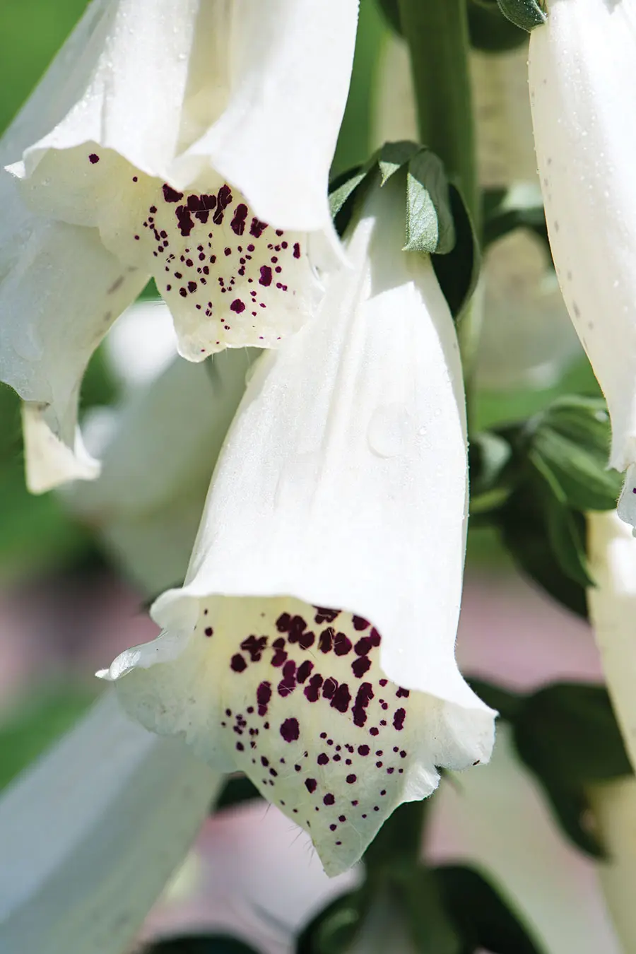 A Dalmatian White foxglove