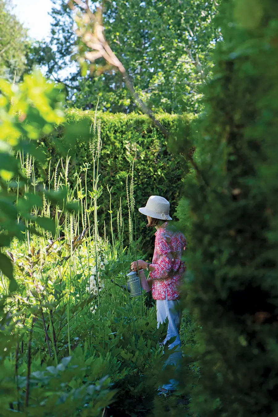 The graceful white flowers of cimicifugas rise above everything else in the gardens.