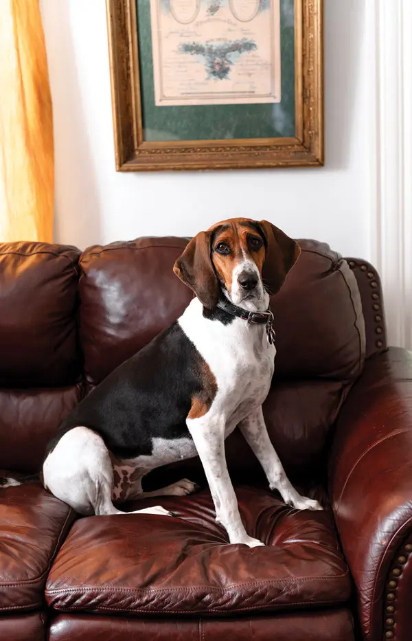 Abbie, Jason K. Brown and Donna Decontie-Brown's rescued coonhound