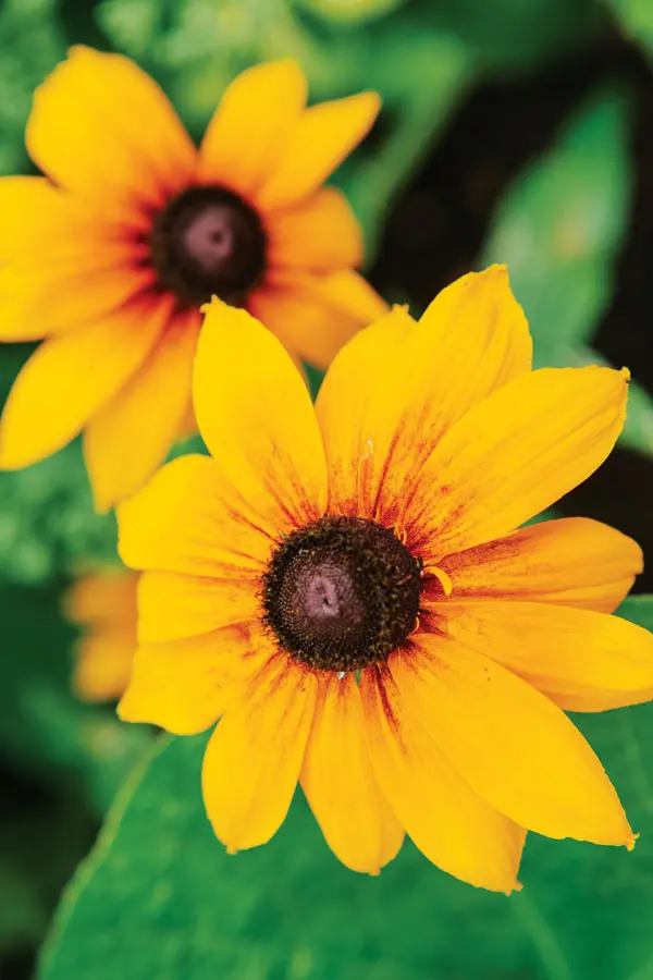 black-eyed susans