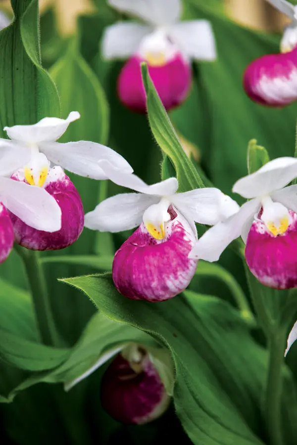 garden-2 seed-grown lady's slippers