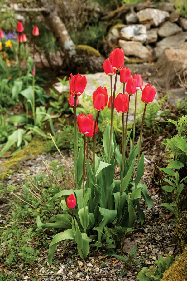 garden-4 dark-red Fostery King tulips, which are giant Darwin hybrids