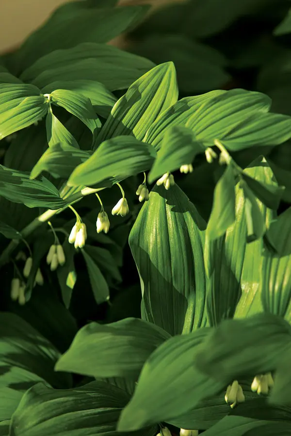 garden-7 Solomon's seal