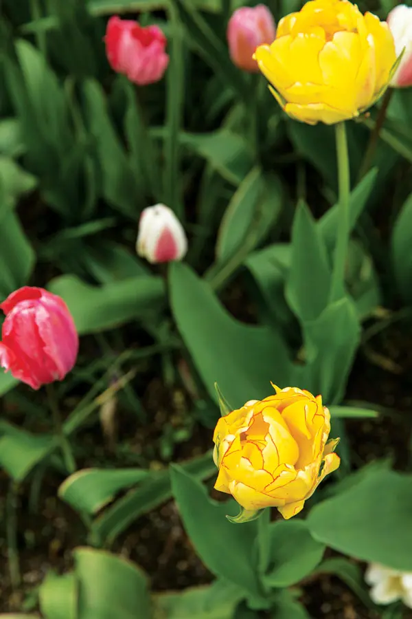 garden-8 late-blooming tulips