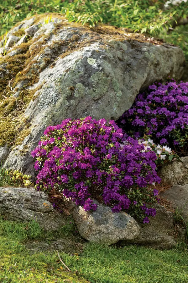 garden-9 Purple Gem rhododendron