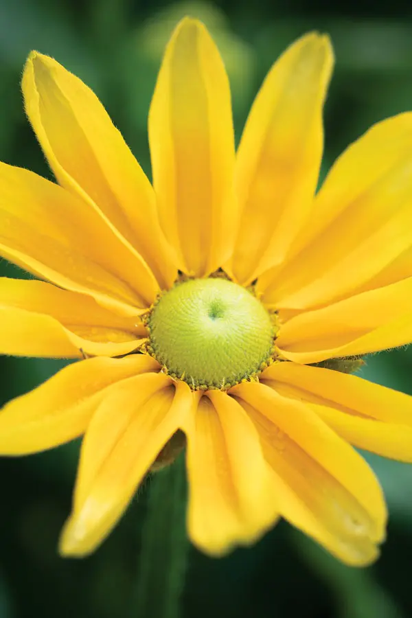 Prairie Sun, a green-eyed variety of black-eyed Susan