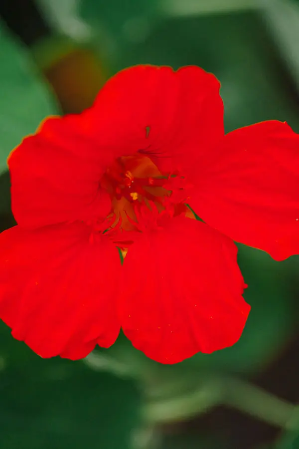 Nasturtiums