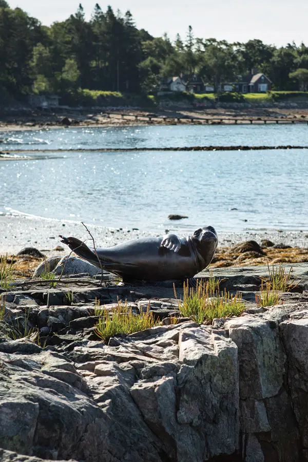 bronze seal by Northeast Harbor sculptor Christopher Smith