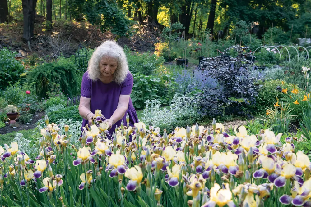 Edith Ellis tends to an exuberant bed of her beloved Loreley irises.