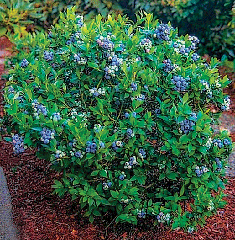 hi-blue High-bush blueberries (Vaccinium corymbosum)