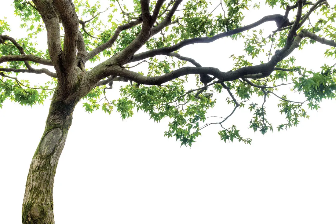 mmh-1 tree