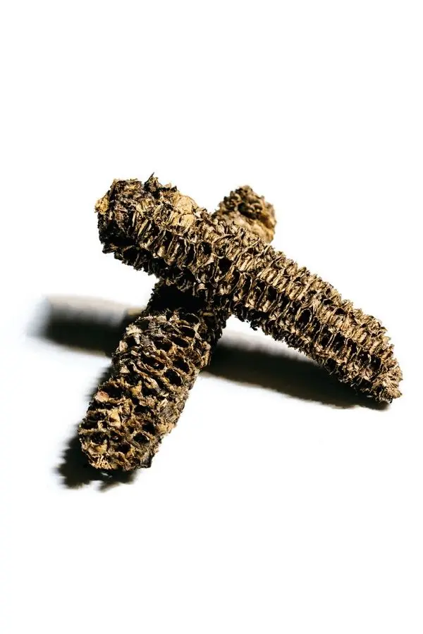 corn cobs