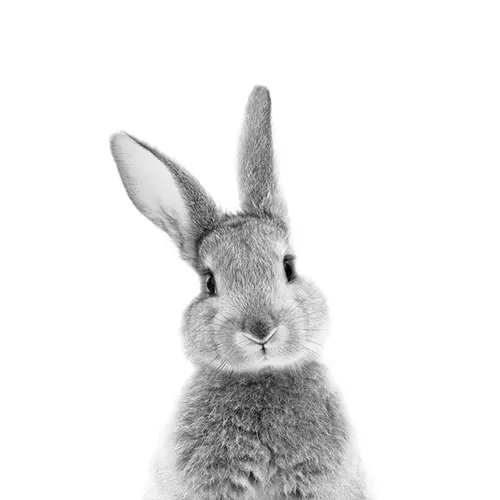murial_peek_a_boo_bunny