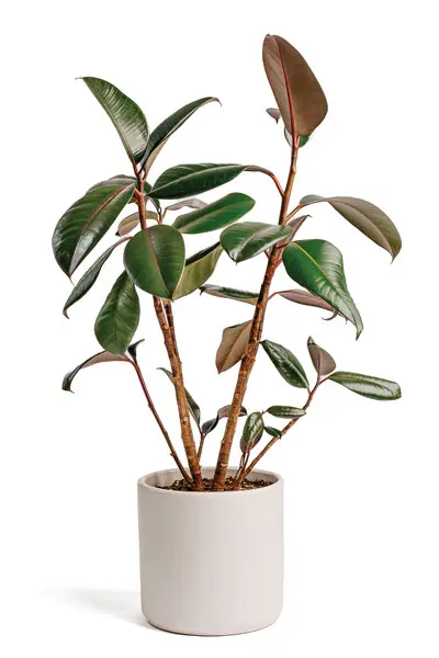 Burgundy rubber trees