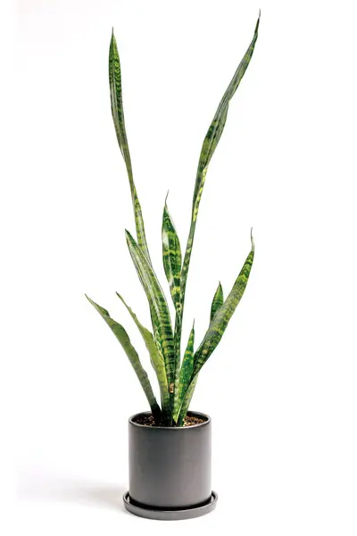 Snake plant