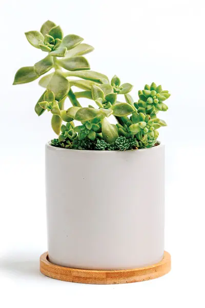 succulent