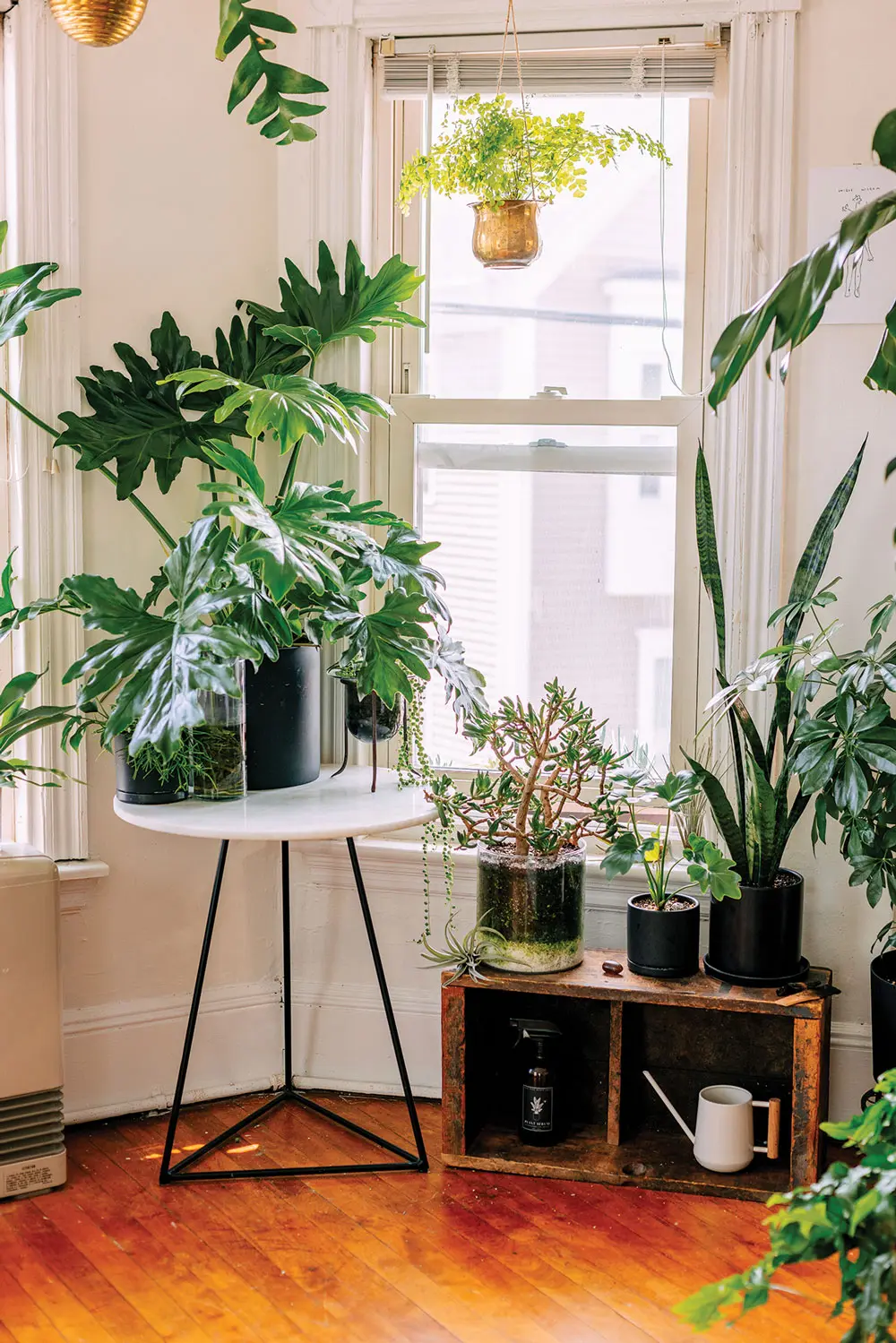 Amalia Bussard's house plants