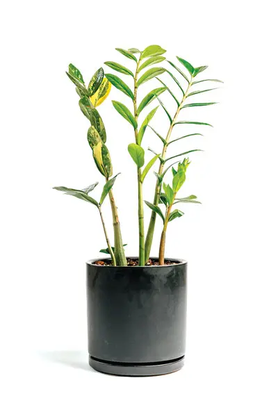 ZZ plant