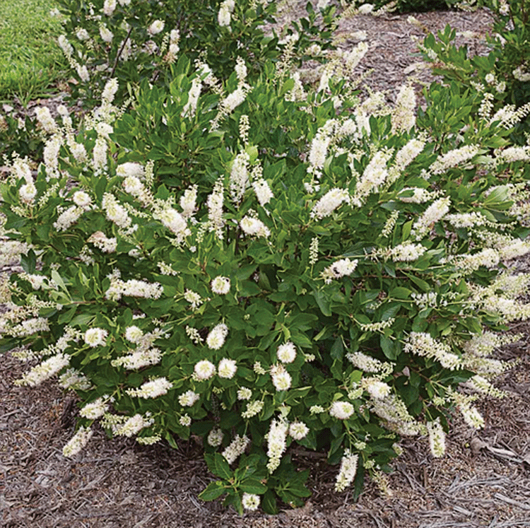 summersweet Summersweet (Clethra alnifolia)