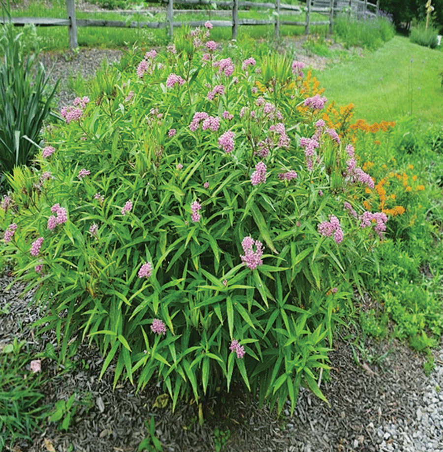 swamp-milkweed Swamp milkweed (Asclepias incarnata)